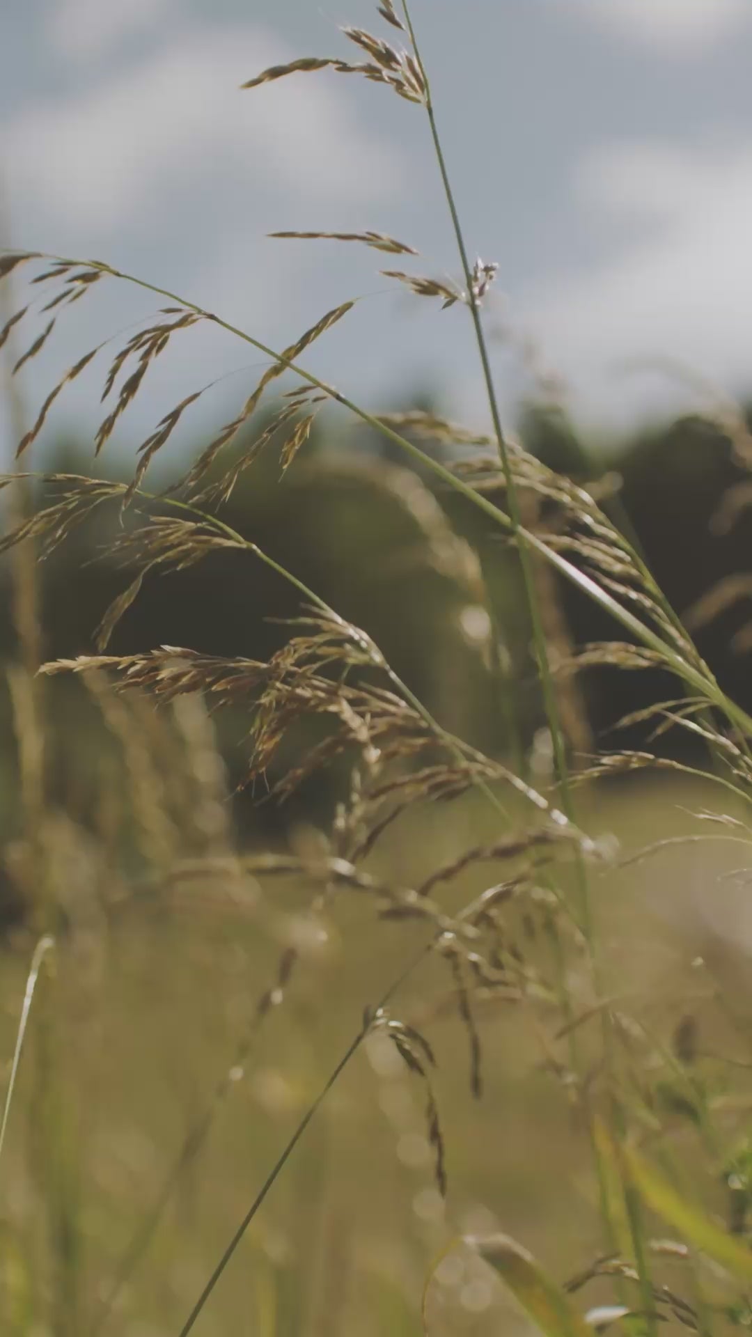 Translation missing: en.settings.video.load_video