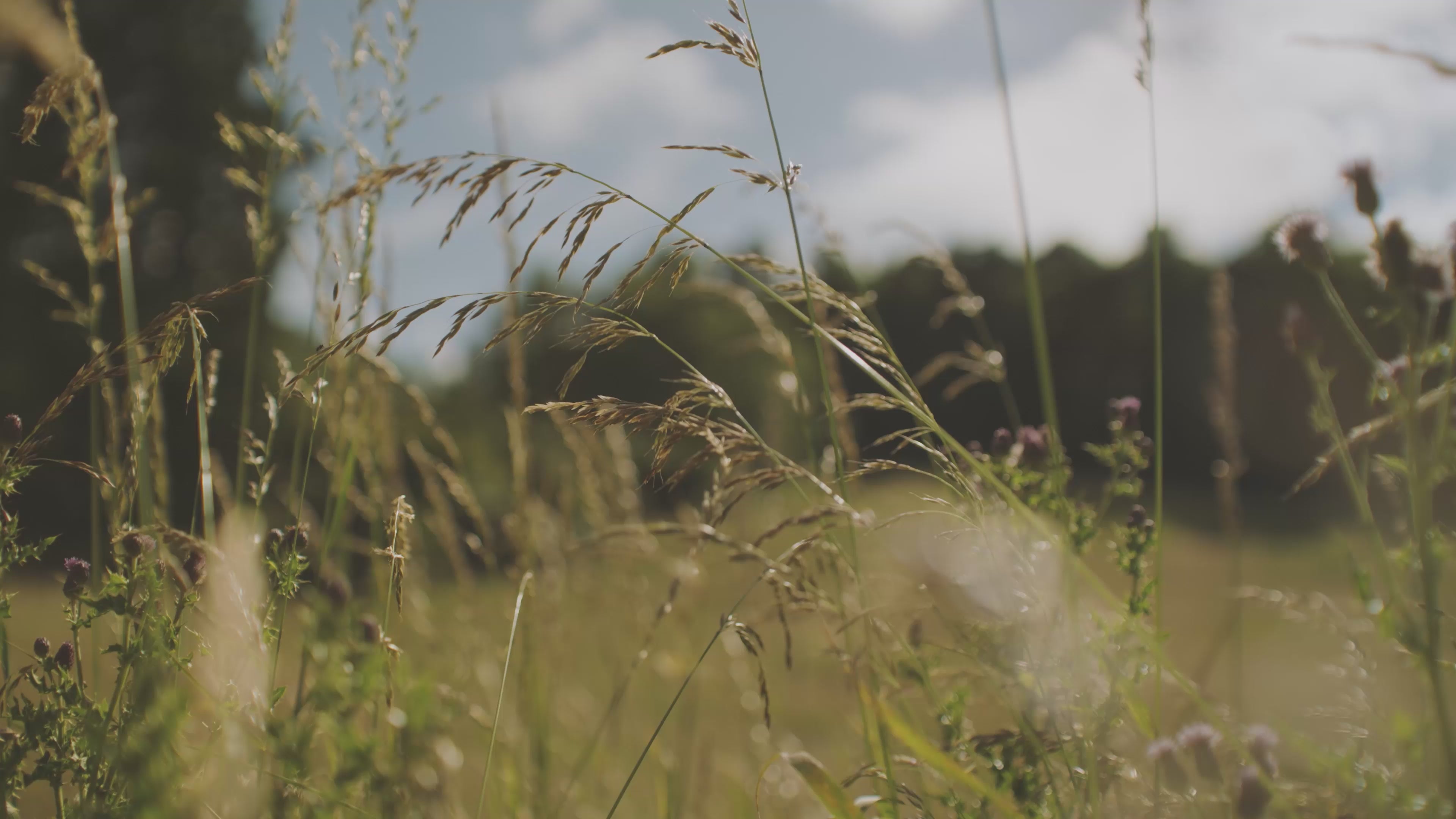 Translation missing: en.settings.video.load_video